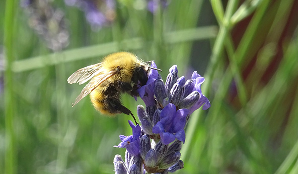 ape e lavanda